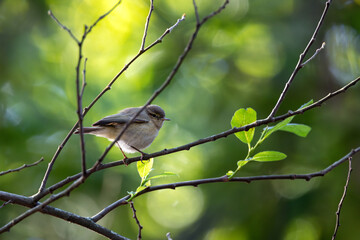 Common Chiffchaff (Phylloscopus collybita) - Found across Europe, Asia, and North Africa - Lisbon, Portugal