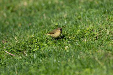 Common Chiffchaff (Phylloscopus collybita) - Found across Europe, Asia, and North Africa - Lisbon, Portugal