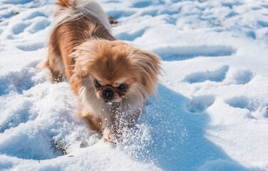 Cute dog playing in the snow at park .Winter time. Doggo in good mood on a walk