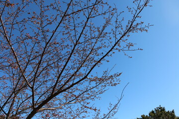 花の蕾