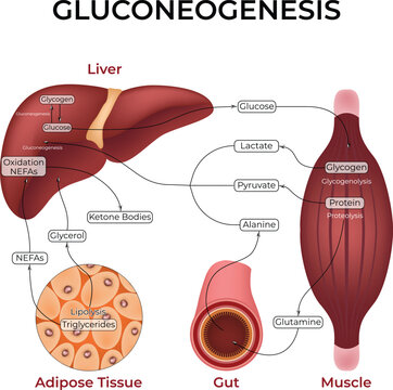 Gluconeogenesis Pathway Design Vector Illustration