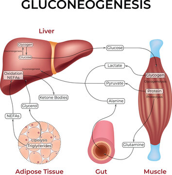Gluconeogenesis Pathway Design Vector Illustration