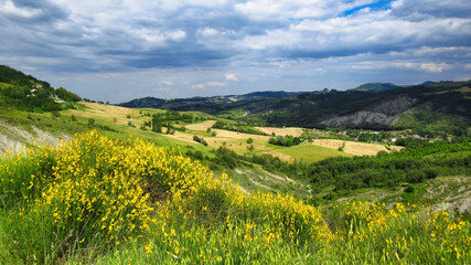 ginestre, calanchi, Castione, Baratti, primavera, giallo,
