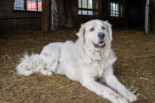 Portrait of slovak cuvac lying in the barn. The Slovak Cuvac is a Slovak breed of dog, bred for use as a livestock guard dog. White herd guard dog.
