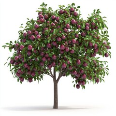 Plum tree isolated on white background