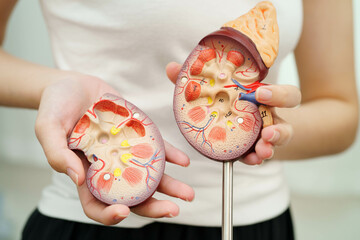 Chronic kidney disease, Asian woman with model for treatment urinary system, urology, Estimated...