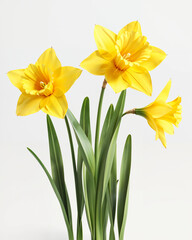 Bright yellow daffodils arranged gracefully on a neutral background in a springtime display