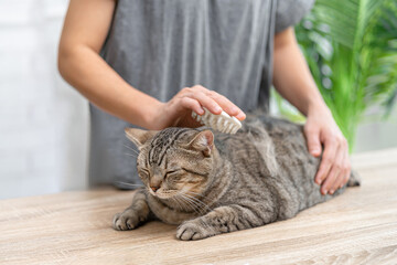 Brown Tabby cat sitting on table, General health care for pets concept,  and a woman holding a pet...
