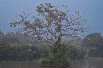 View of tree in lake in morning light. Photo from Wilpattu National Park in Sri Lanka.