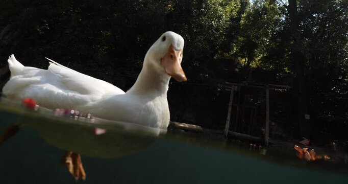 duck comes close to camera on a pond split shot half underwater