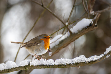 Rotkehlchen auf schneebedecktem Ast in winterlicher Natur