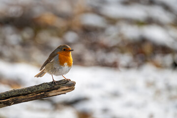 Rotkehlchen auf Ast mit winterlicher Landschaft im Hintergrund