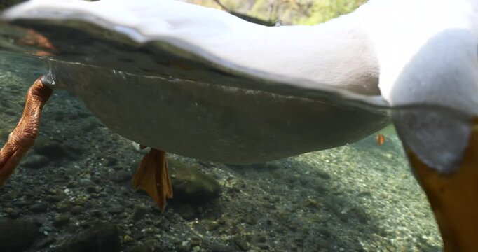 duck comes close to camera on a pond split shot half underwater