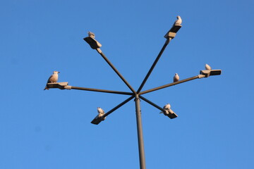 birds on a wire