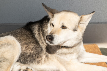 Domestic dog of mixed breed lying on a mat in front of the house