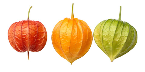 Physalis Fruits in Three Colorful Styles for Fresh and Vibrant Display, PNG Transparent