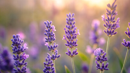 Naklejka premium A dreamy landscape of endless lavender fields bathed in golden sunset light. Perfect for spa concepts, aromatherapy, nature themes, and peaceful backgrounds.