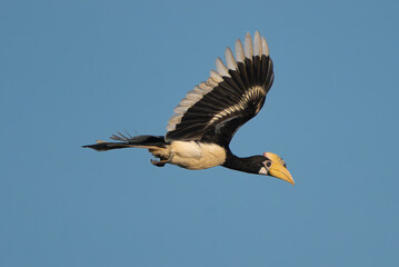 Malabar pied hornbill - Anthracoceros coronatus,  lesser pied hornbill isolated with spanned wings...