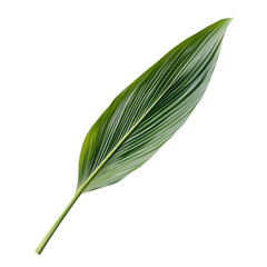 A vibrant tropical green leaf with detailed veins and a glossy texture
