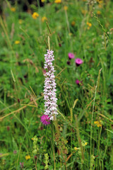 Common Spotted Orchid and Clover, Derbyshire England
