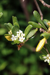 Macro image of Japanese Pittosporum blooms, Somerset, England
