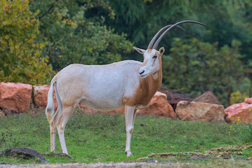A majestic scimitar-horned oryx stands gracefully against a backdrop of vibrant green foliage and reddish rocks. Its curved horns reaching toward the sky. Raindrops glisten on his white and tan coat.