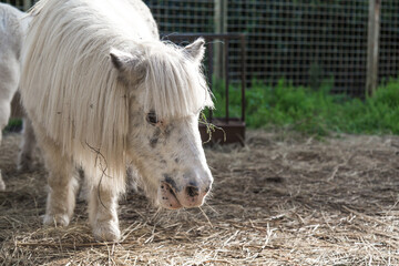 White pony with a long mane standing on hay in a farm enclosure, small horse with black spots on...