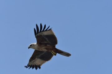 Brahminy kite juvenile (Srilanka)