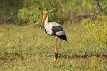 Painted stork - Mycteria leucocephala walking in ground in green grass at green background. Photo from Wilpattu National Park in Sri Lanka.	