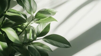 Obraz premium A healthy plant thrives in a pot placed on a wooden table, showcasing vibrant leaves and a serene indoor atmosphere.