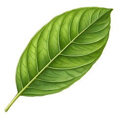 Obraz premium green leaf isolated 