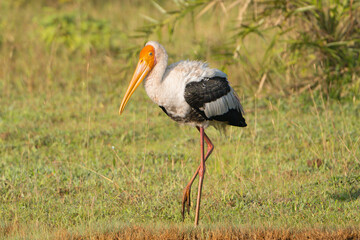 Fototapeta premium Painted stork - Mycteria leucocephala walking in ground in green grass at green background. Photo from Wilpattu National Park in Sri Lanka.