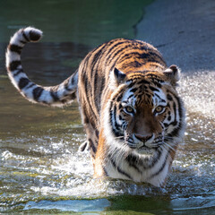 Tiger walking trough water