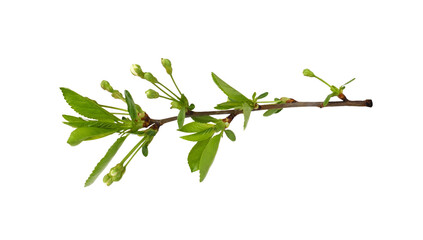 Spring buds and small leaves on twig of cherry tree isolated on white or transarent background
