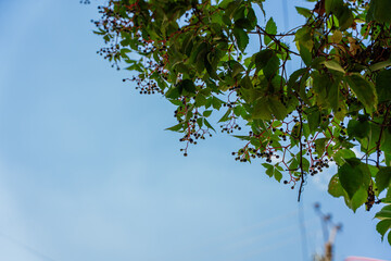 Tree in the shade of the sun