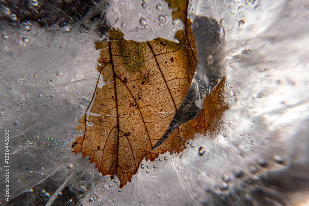 Poster close up macro shot of a frozen leaf in an ice block - for computer graphics, texturing, compositing