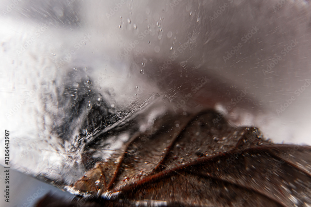 Poster close up macro shot of a frozen leaf in an ice block - for computer graphics, texturing, compositing