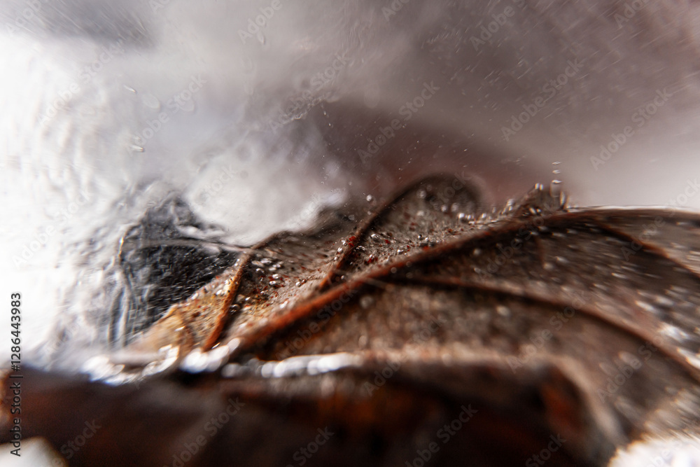 Aufkleber close up macro shot of a frozen leaf in an ice block - for computer graphics, texturing, compositing