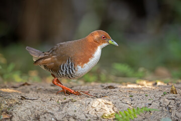 Red-and-white crake walking the forest floor