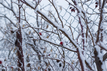 white now and plants