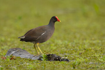 Common gallinule perched on a floating log in a lake