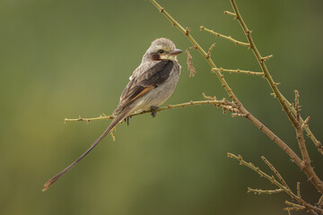 Streamer-tailed tyrant perched on a branch