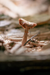 Close up on a tiny mushroom in the forest