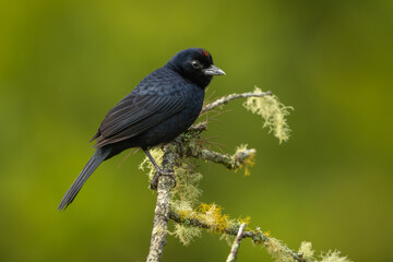Fototapeta premium Ruby-crowned tanager perched on a branch