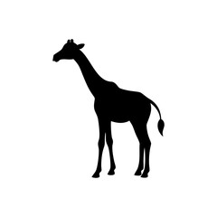 Vector silhouette of a giraffe on white background