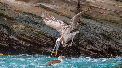 Tierwelten auf Galapagos