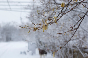 white now and plants