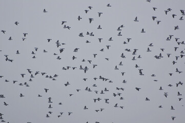 A flock of wild pigeons. Columba oenas