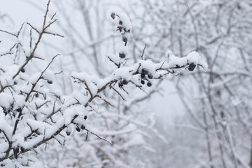 white snow and plants