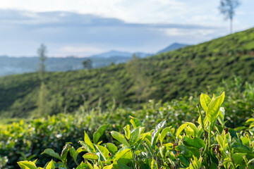 Tea Plantation with Tea Flower
